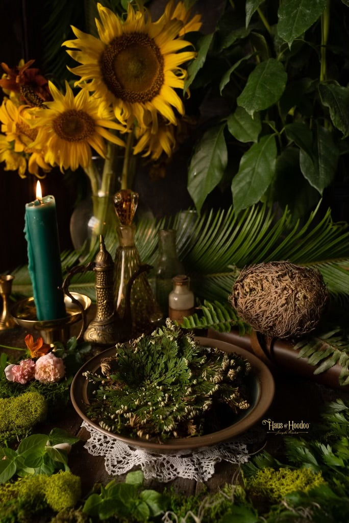 Rose of Jericho Plant