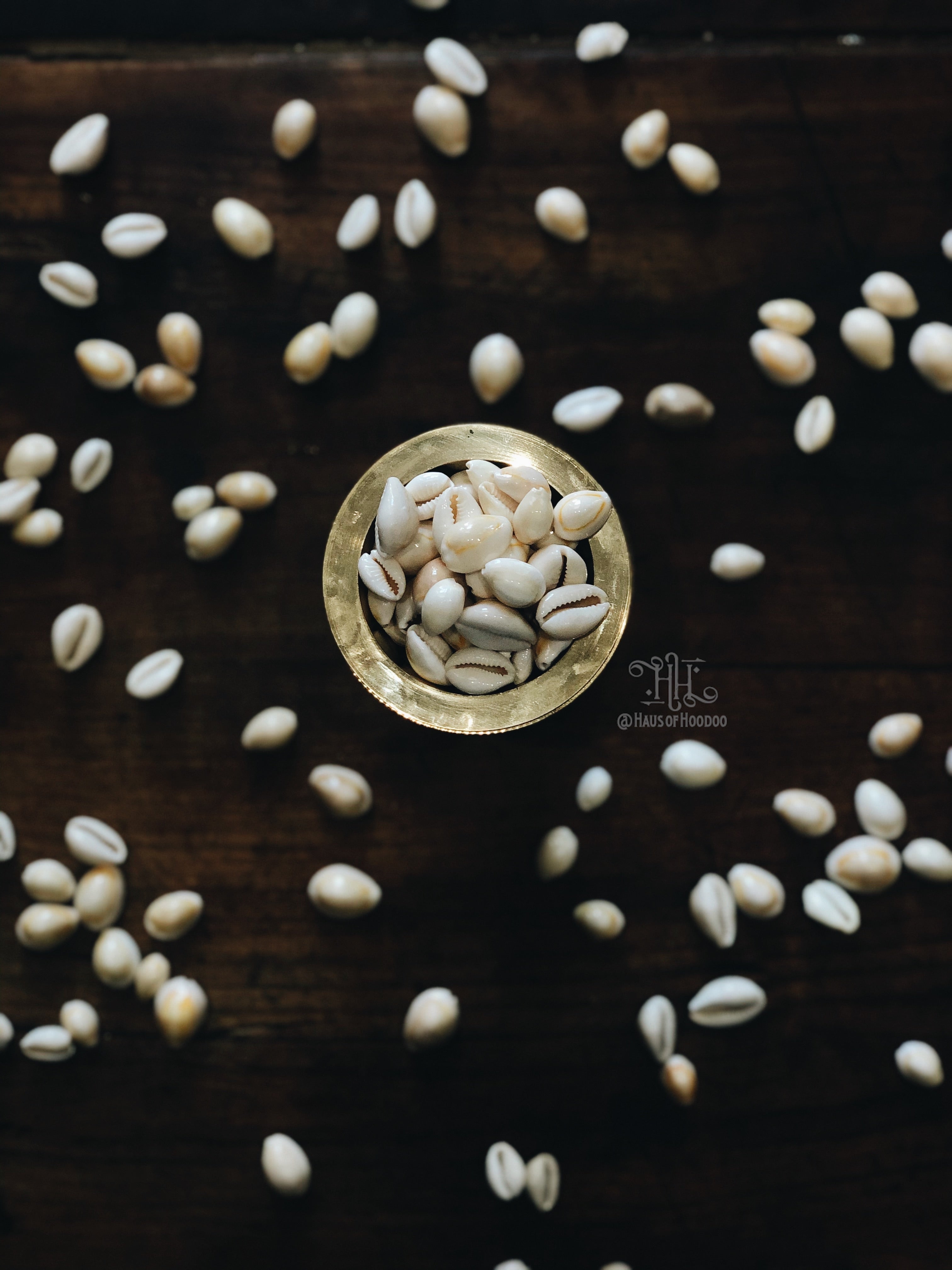 Kenyan Cowrie Shells (uncut) – The Weaving of Understanding